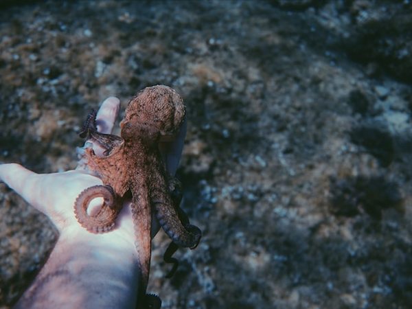 Polvo