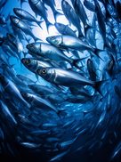 Cardume de peixes
