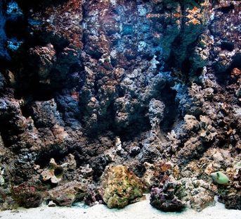 Vida marinha