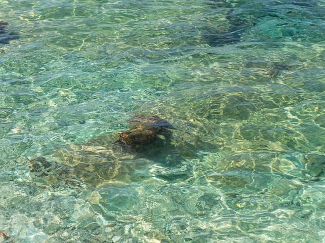Tartaruga marinha