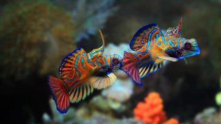 Peixes dos recifes da Bahia